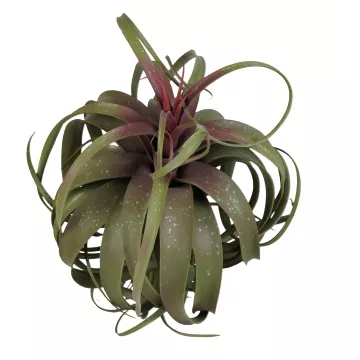 TILLANDSIA STREPTOPHYLLA artificiel 82 cm de dessus