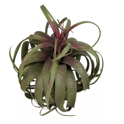 TILLANDSIA STREPTOPHYLLA artificiel 82 cm de dessus