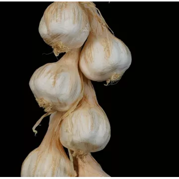 détails tresse d'ail artificielle 50 cm