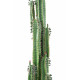 CACTUS artificiel finger 150 et 185 cm avec feuilles