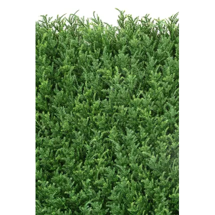 feuilles CYPRES PLAQUE 50 cm x 50cm