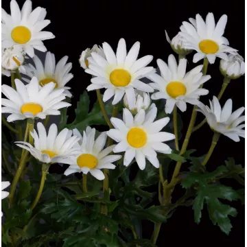 fleurs MARGUERITE artificielle 40 cm blanc coeur jaune