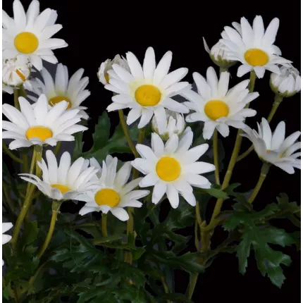 fleurs MARGUERITE artificielle 40 cm blanc coeur jaune