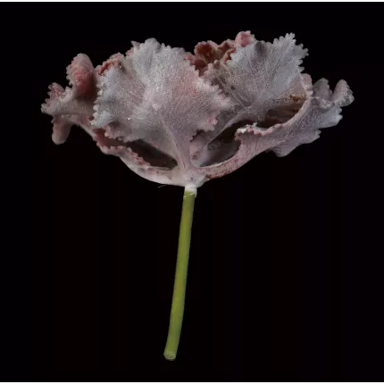 SUCCULENTE chou artificielle 16 cm de face