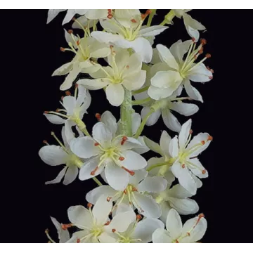 fleurs EREMUS ou LIS DES STEPPES artificiel blanc 107 cm