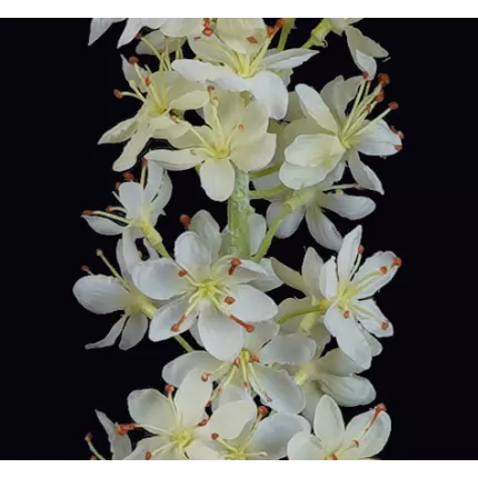 fleurs EREMUS ou LIS DES STEPPES artificiel blanc 107 cm