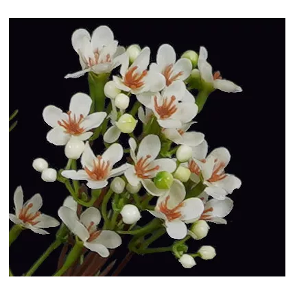 détails WAX artificiel ou fleur de cire blanc 78 cm