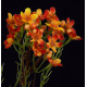 WAX artificiel ou fleur de cire 78 cm