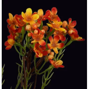 détails WAX artificiel ou fleur de cire orange 78 cm