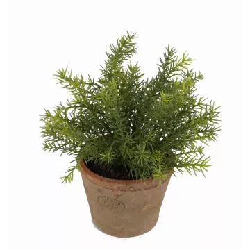 ASPARAGUS artificielle en pot 24 cm