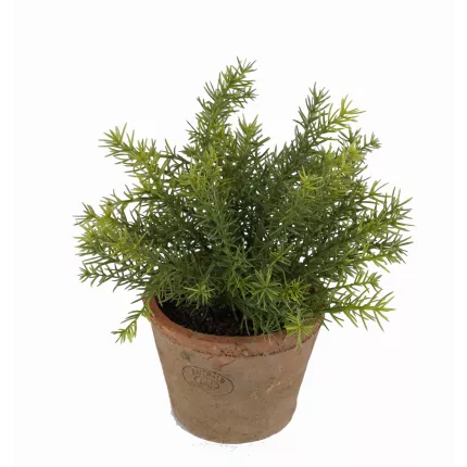 ASPARAGUS artificielle en pot 24 cm