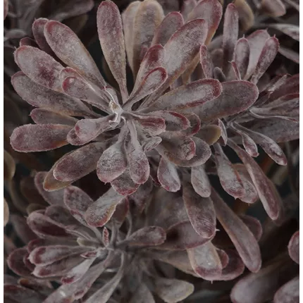 détail MILLER artificiel buisson 22 cm