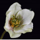 HELLEBORE ou Rose de Noel artificielle 40 cm