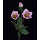 HELLEBORE ou Rose de Noel artificielle 40 cm