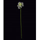 ornithogalum arabicum ou étoile de béthléem artificiel 72 cm