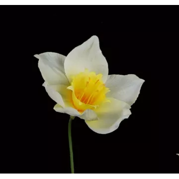 fleurs NARCISSE artificielle 68 cm