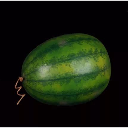 PASTEQUE artificielle 26 cm de face