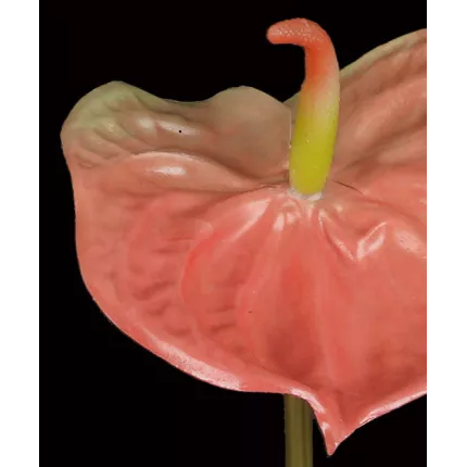 ANTHURIUM artificiel 69 cm en détail