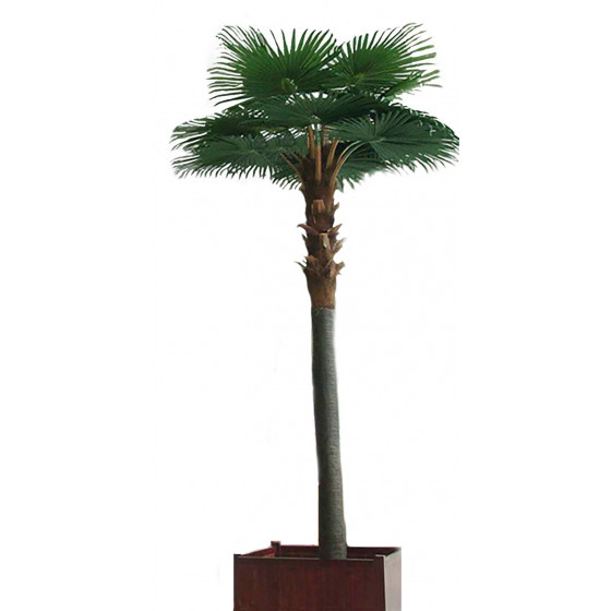 palmier CAMERUS royal artificiel 500 cm