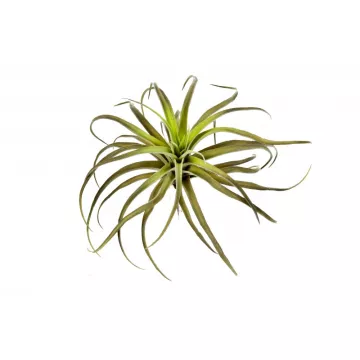TILLANDSIA artificiel 26 cm