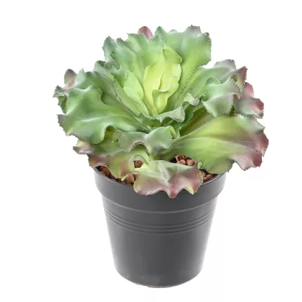 SUCCULENTE artificielle diam 17 cm