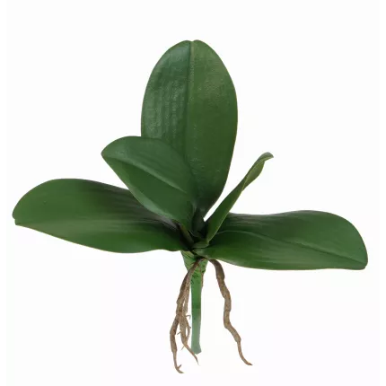 Feuilles de PHALAENOPSIS artificielle  25 cm