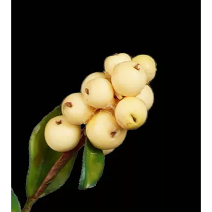 baies Branche de SYMPHORINE artificielle 58 cm