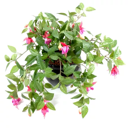 Fuchsia chute 40 cm Fuchsia