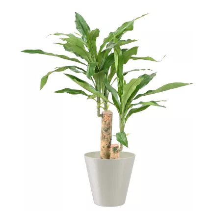 DRACENA artificiel (ou DRACAENA) stud 60 cm en pot