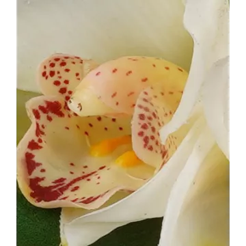 fleurs bouquet artificiel ORCHIDEE 20 cm crème