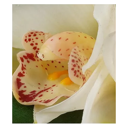 fleurs bouquet artificiel ORCHIDEE 20 cm crème