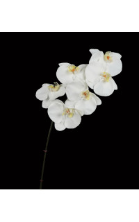 Orchidée PHALAENOPSIS artificielle blanche 78 cm
