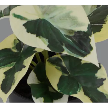 CALADIUM artificiel coloré 20 cm en pot