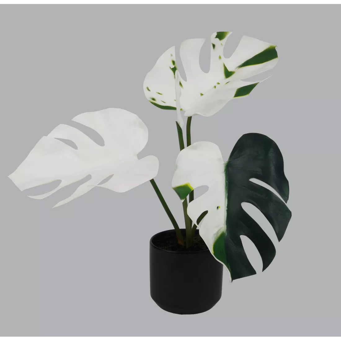 philodendron whipple way variegata Philodendron Whipple Way main image 1