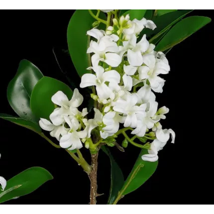 détails JASMIN artificiel 70 cm