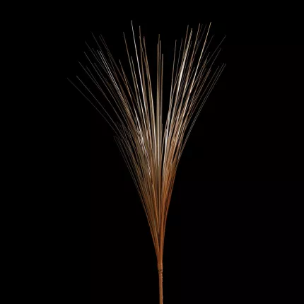 Herbe Isolepis dorée 70 cm