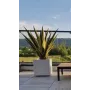 mis en situation AGAVE FURCRAEA artificielle 80 et 110 cm sur terrasse