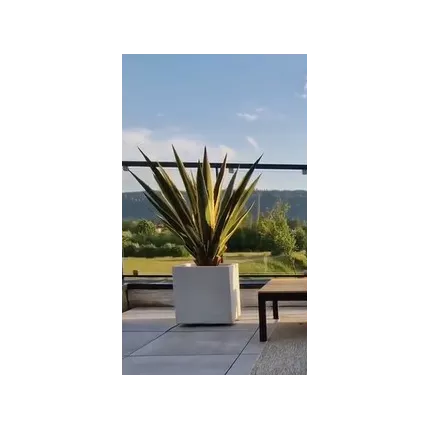 mis en situation AGAVE FURCRAEA artificielle 80 et 110 cm sur terrasse