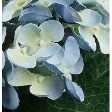 fleurs HORTENSIA artificiel 52 cm bleu