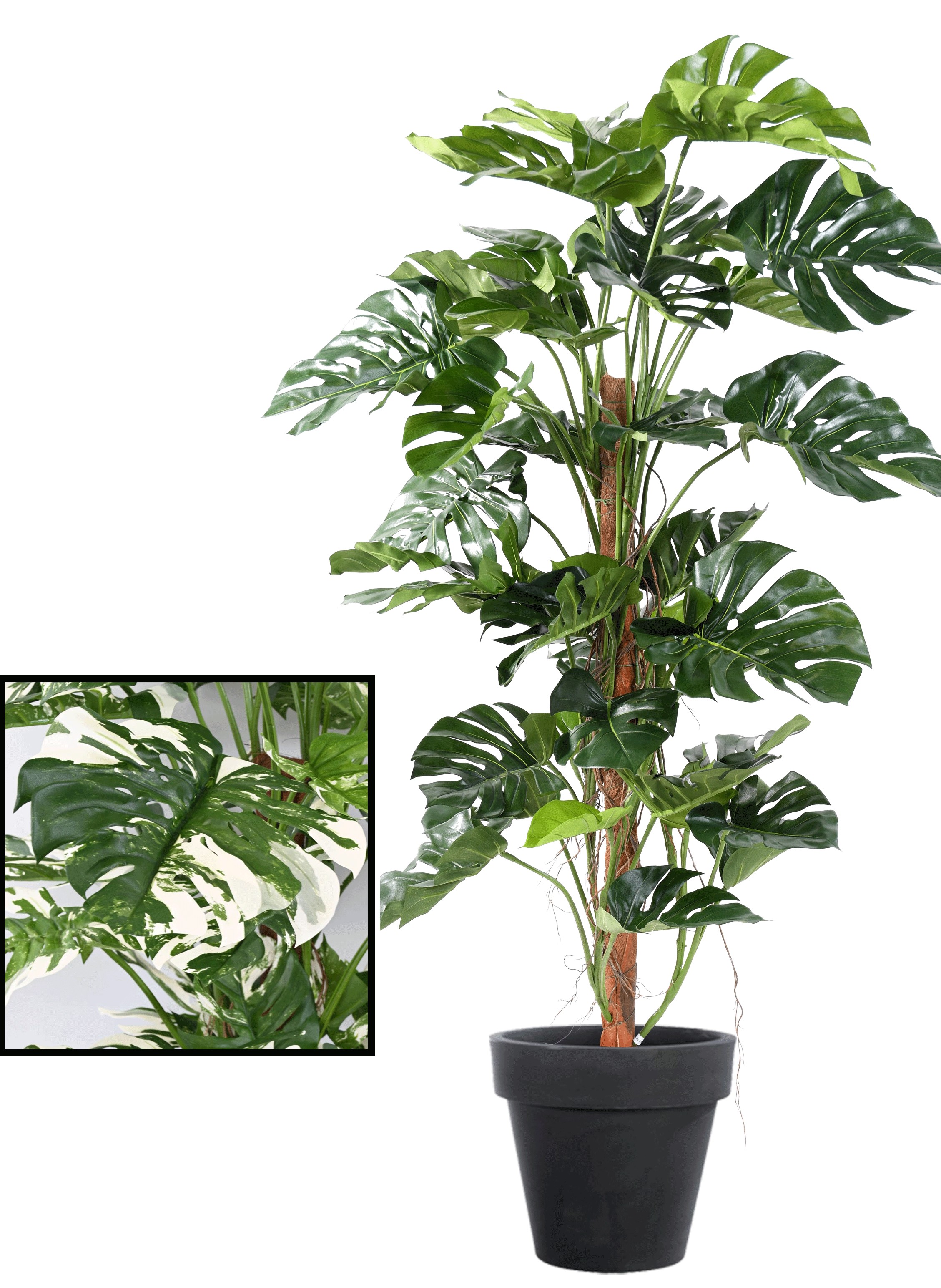 Philodendron artificiel tuteur coco 160 cm - arbres tropicaux