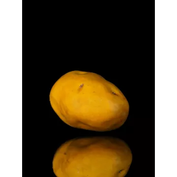 POMME DE TERRE artificielle 9 x 6.5 cm avec reflets