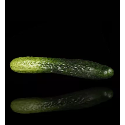 CONCOMBRE artificiel 26 cm avec reflets