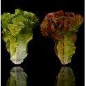 Salade LAITUE artificielle verte ou brune 16 cm