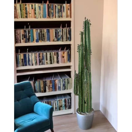 mise en situation CACTUS artificiel finger 185 cm avec feuilles dans une bibliothèque