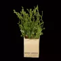 HERBES artificielles AROMATIQUES en sac papier 16 à 24 cm vendu par 3