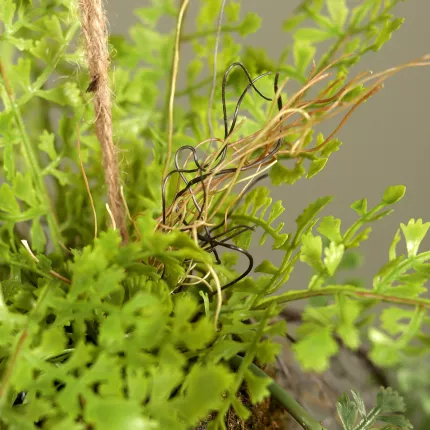 feuilles suspension fougère 55 cm