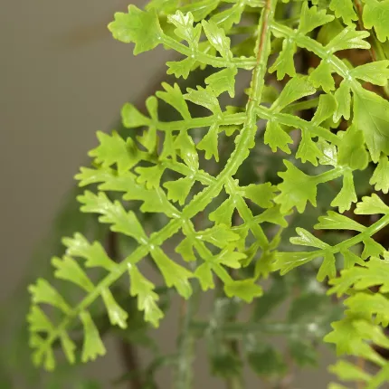 feuillage suspension fougère 55 cm