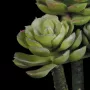 détails SUCCULENTE artificielle Echeverias  20 cm