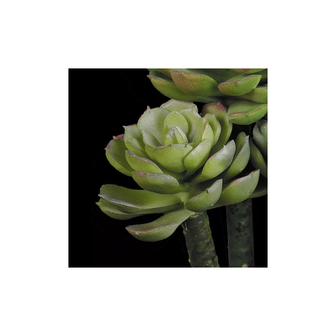 détails SUCCULENTE artificielle Echeverias  20 cm
