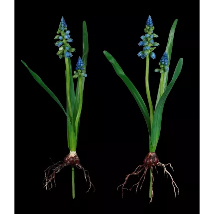 pic MUSCARI artificiel 35 cm vendu par 2